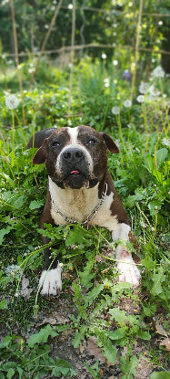 Adopter Murphy
