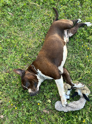 Adoption Murphy