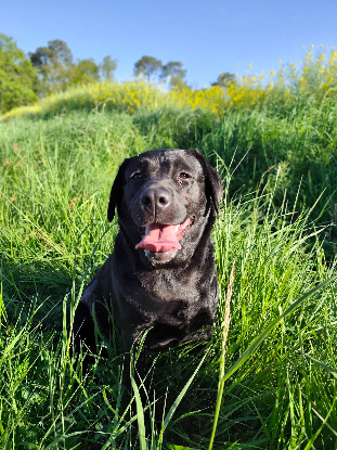 Adopter Bella