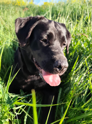 Adopter Bella