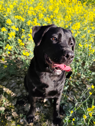 Adoption Bella