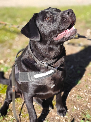 Adopter Bella