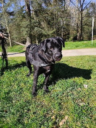 Adoption Bella