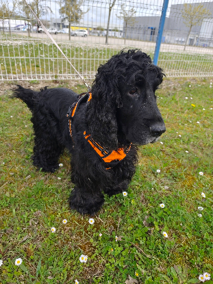 Adopter Eden