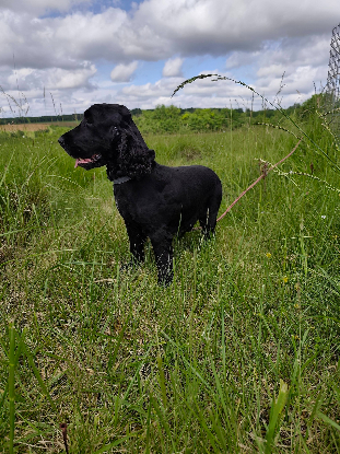 Adopter Eden