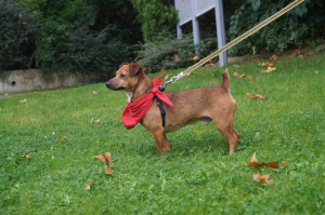 Adopter  chien : Mickey