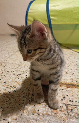 Adopter Simba