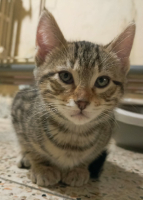 Adopter  chat : Simba