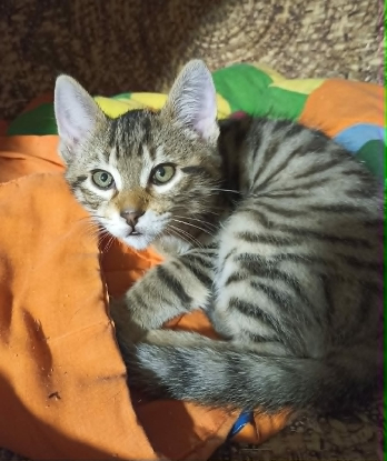 Adopter Simba