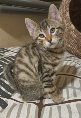 Adoption Simba