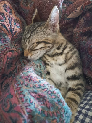 Adopter Simba