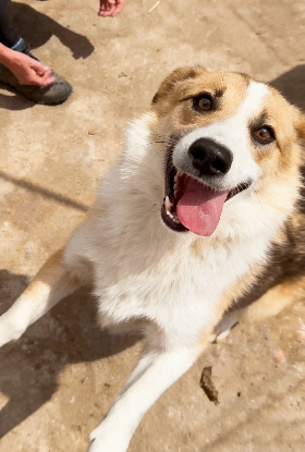 Adopter Kosta
