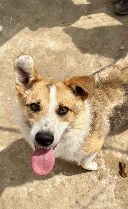 Adopter Kosta