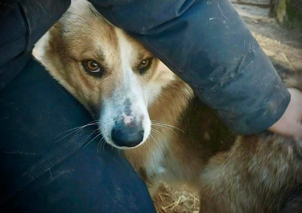 Adopter Kosta