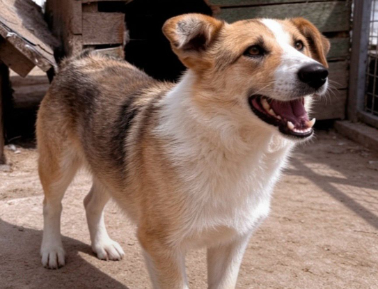 Adoption Kosta