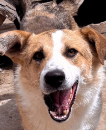 Adoption Kosta