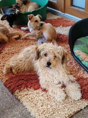 Adopter Locky