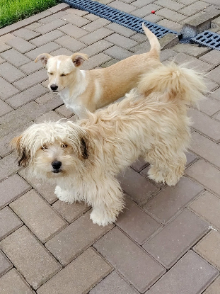 Adopter Locky