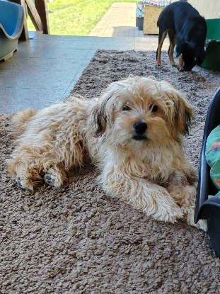 Adoption Locky