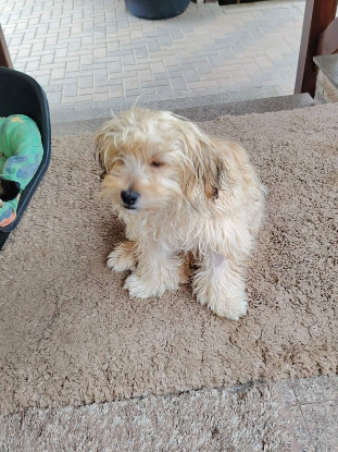 Adoption Locky