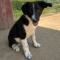 Adopter  chien : Puffy