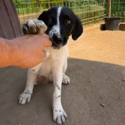 Adopter Puffy