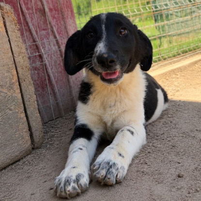 Adopter Puffy