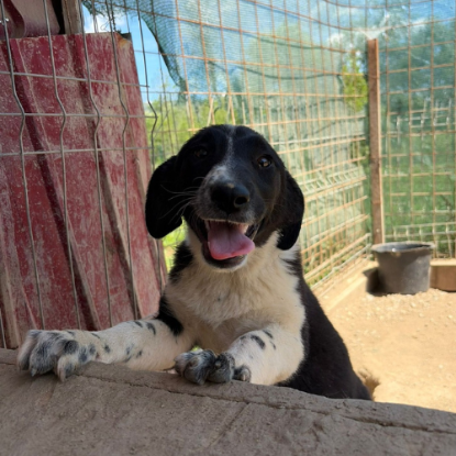 Adoption Puffy