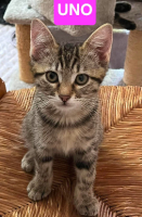 Adopter  chat : Uno / due / tre / quattro / cinque