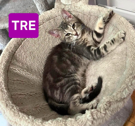 Adopter Uno / due / tre / quattro / cinque
