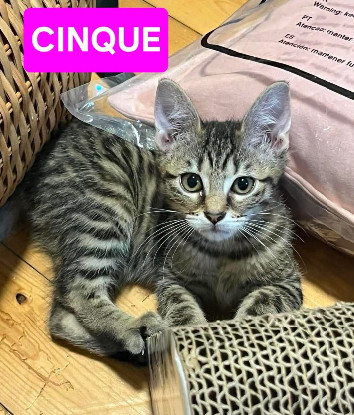 Adoption Uno / due / tre / quattro / cinque