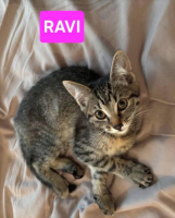 Adopter  chat : Ravi et oli