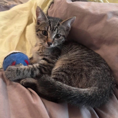Adopter Ravi et oli