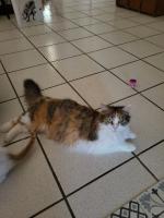 Adopter  chat : Mina