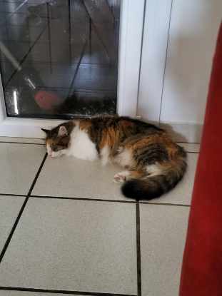 Adopter Mina