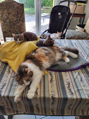 Adopter Mina