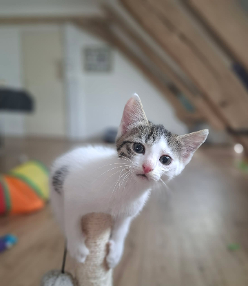 Adopter Boubou