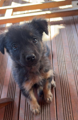 Adopter Belky