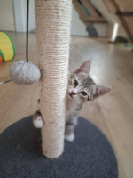 Adopter  chat : Bidule