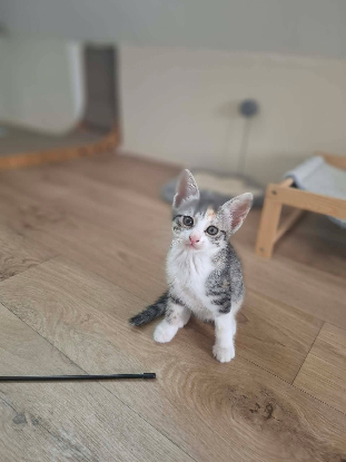 Adopter Blue
