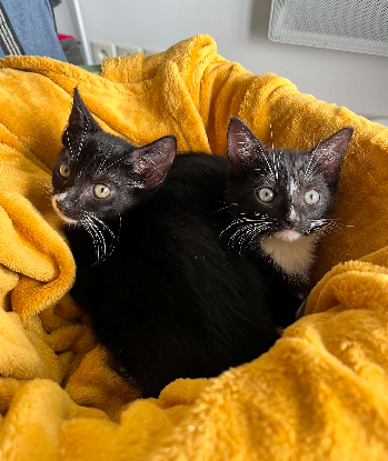 Adoption Binx