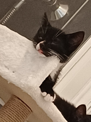 Adopter Binx