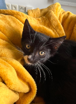 Adopter Binx