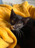 Binx