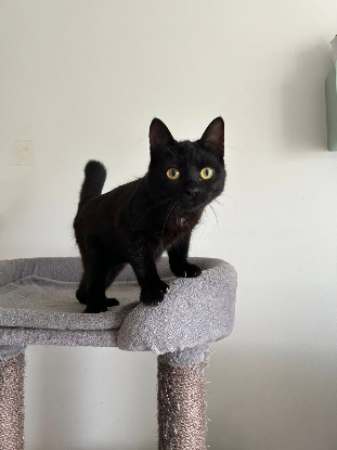 Adopter K
