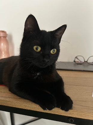Adopter K