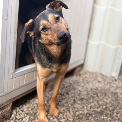 Adopter Nahari