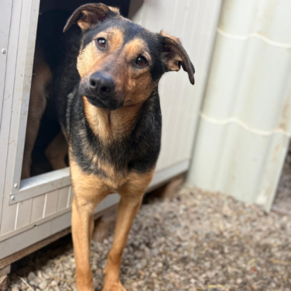 Adopter Nahari