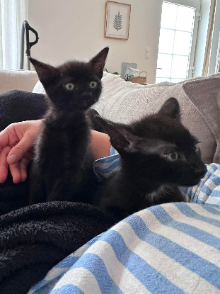 Adopter Bandana et biscoto