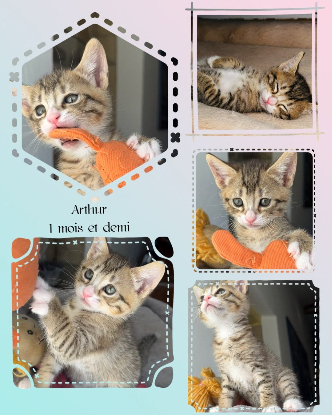 Adopter Arthur